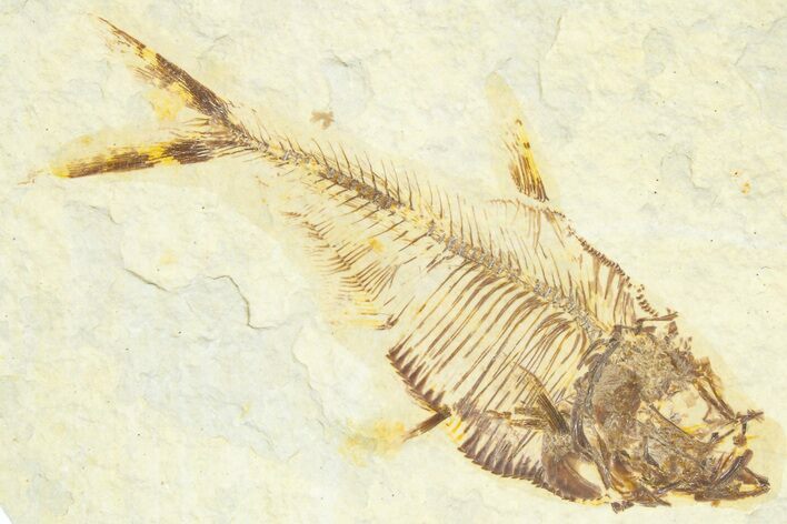 Bargain, Fossil Fish (Diplomystus) - Wyoming #367588